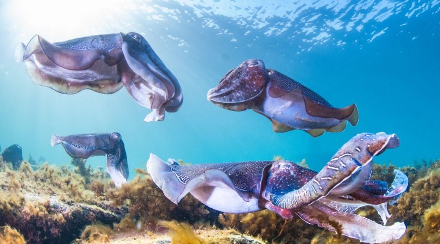 the Edges of Earth expedition team explores the giant cuttlefish mating season
