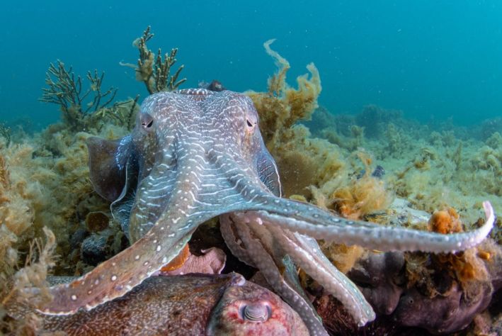 the giant cuttlefish mating season