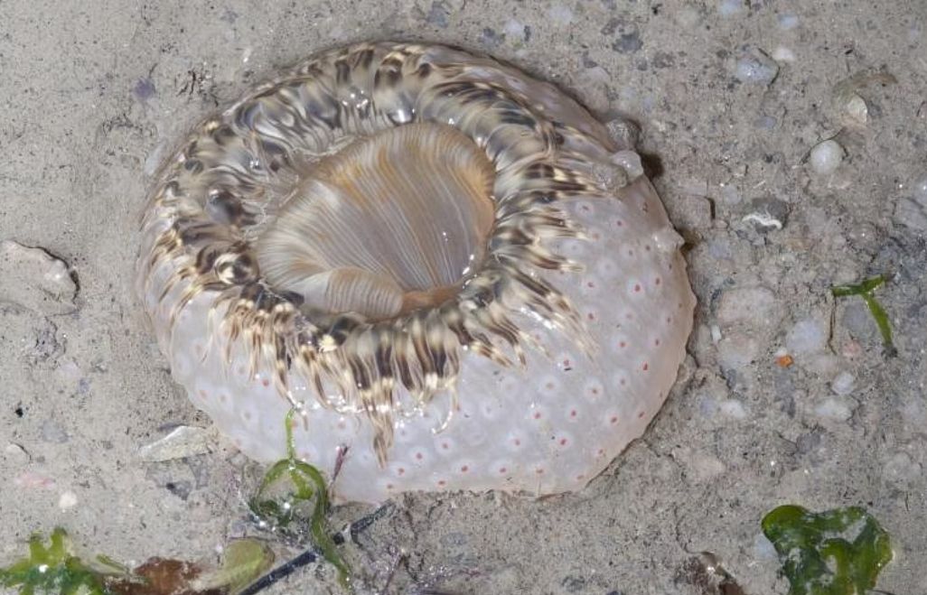 The new species is called tiger anemone because of its stripes