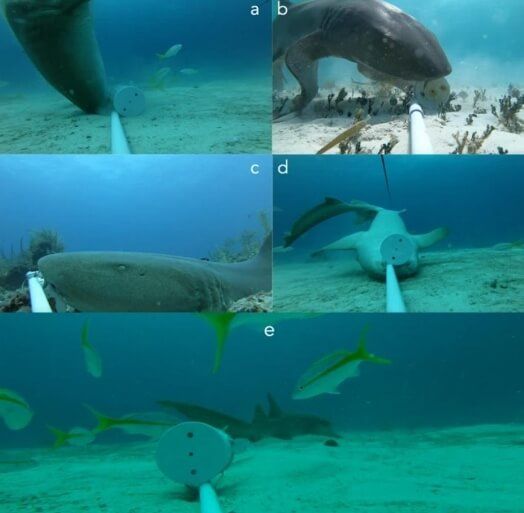 Scientists have identified 5 types of behavior of sharks