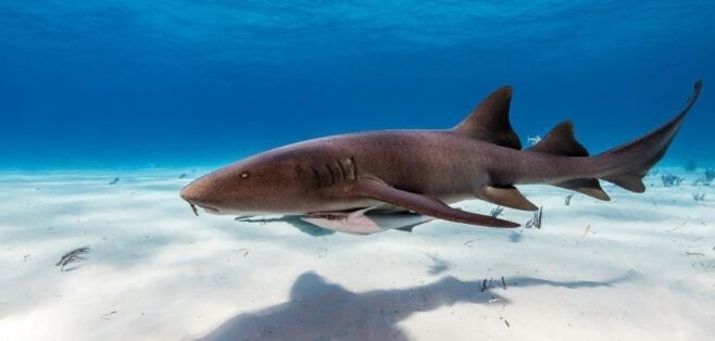 They Walk on Fins and Stand on Their Heads: Fascinating Feeding Behavior of Nurse Sharks Captured on Film