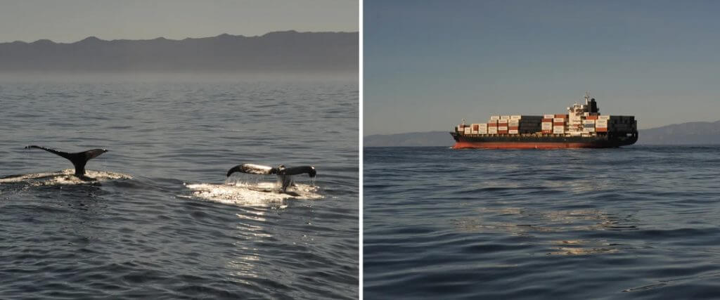 Two humpback whales just before their next dive. A container ship off the Channel Islands near Santa Barbara