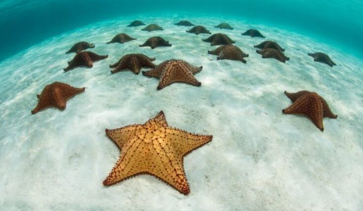 Climate change threatens to make starfish extinct with serious ecological consequences.