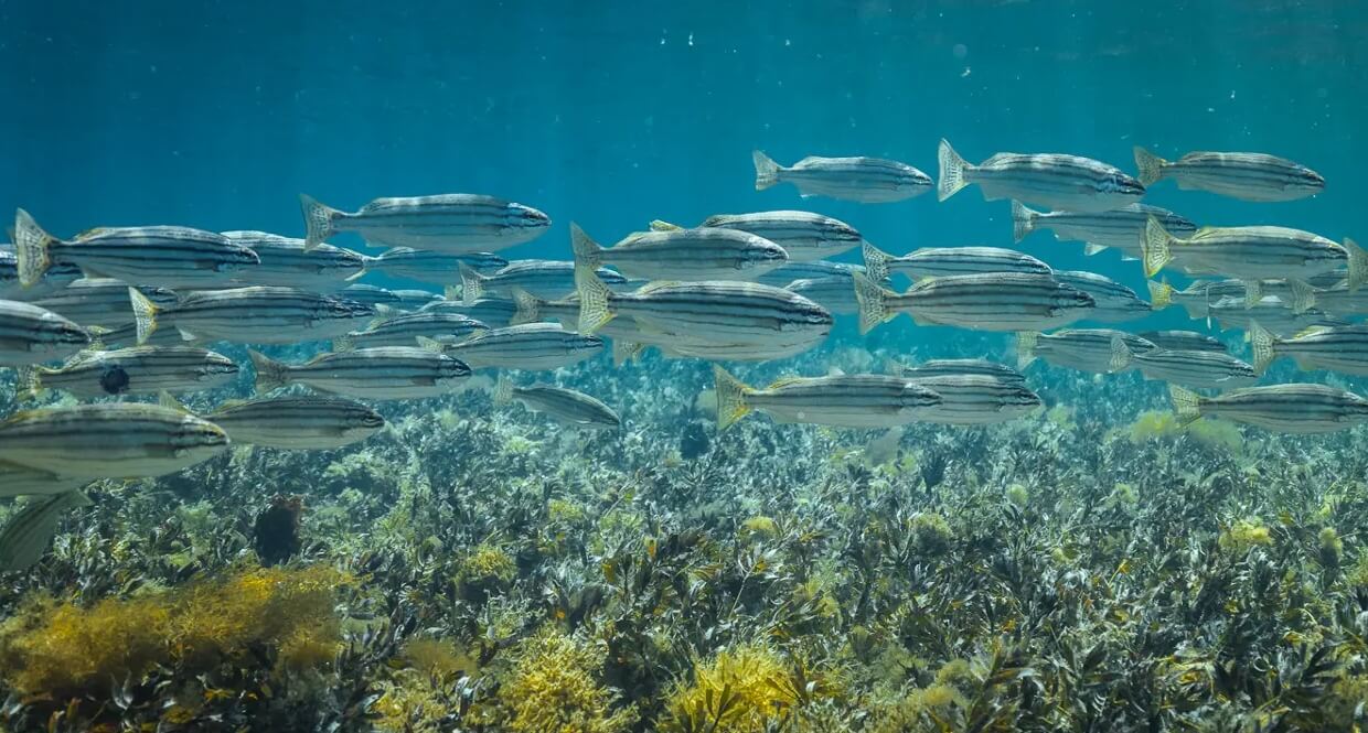Save Our Sanctuaries – Again - SeaLifeTrust: Saving Oceans and Seas