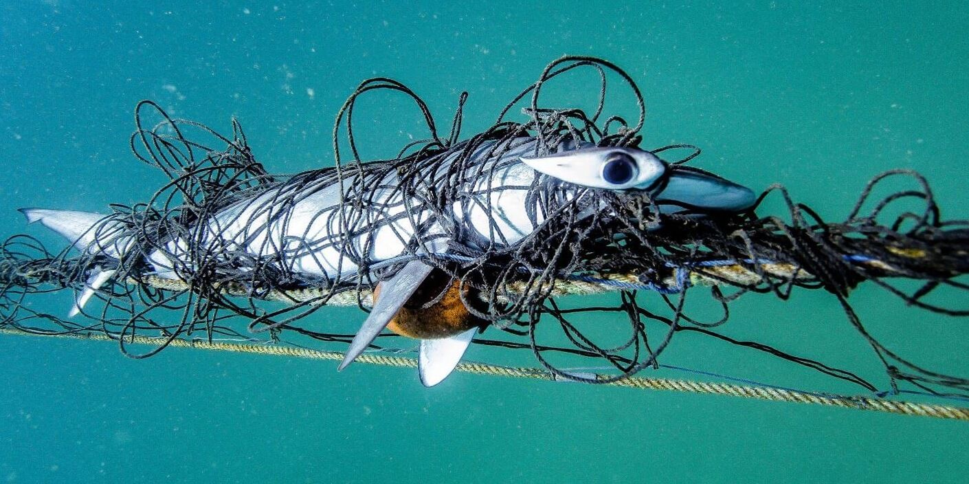 Shark nets in Australia – what are they and how do they work?