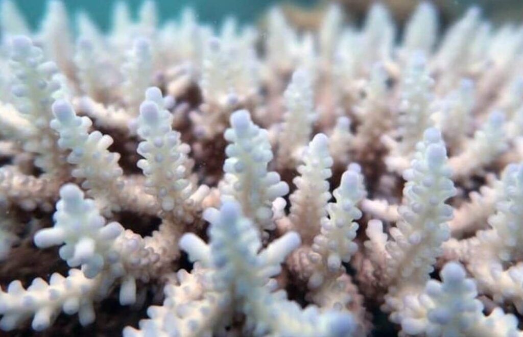When this type of coral loses its brown color and begins to whiten with edges verging on neon purple, it's a very bad sign... 