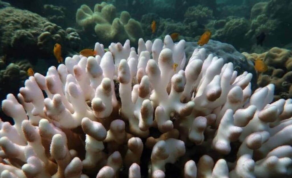 A photo taken on the Great Barrier Reef during the 2020 bleaching