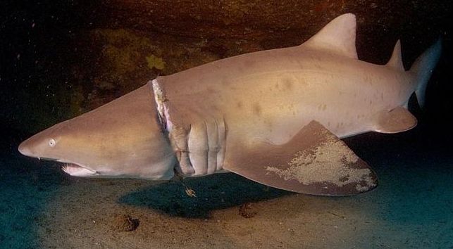 Sea Life Sydney Aquarium Staff Advocate Against Shark Nets for Marine Conservation